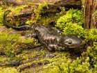 Tiger salamander, South Carolina, Usa. Art Print